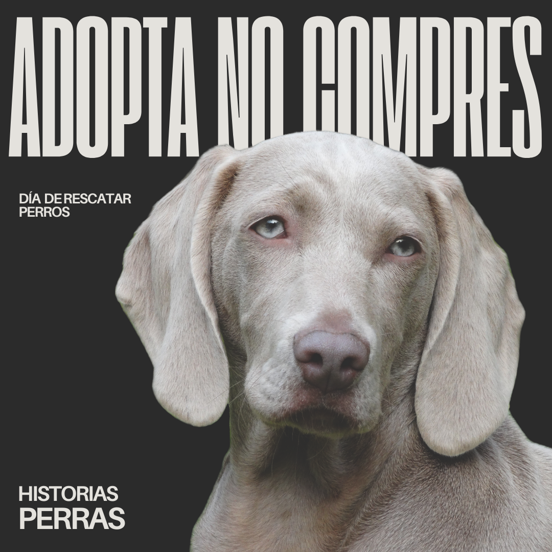adopta no compres